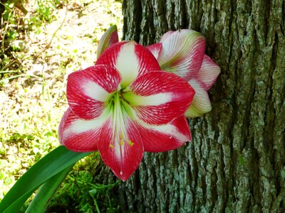 Floral petals bloom