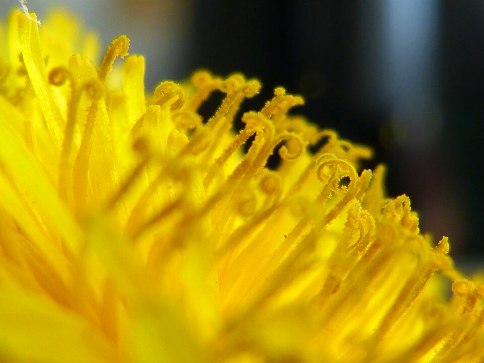 Stamp pollen blossom