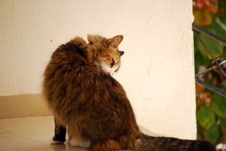 Cat feline tabby photo