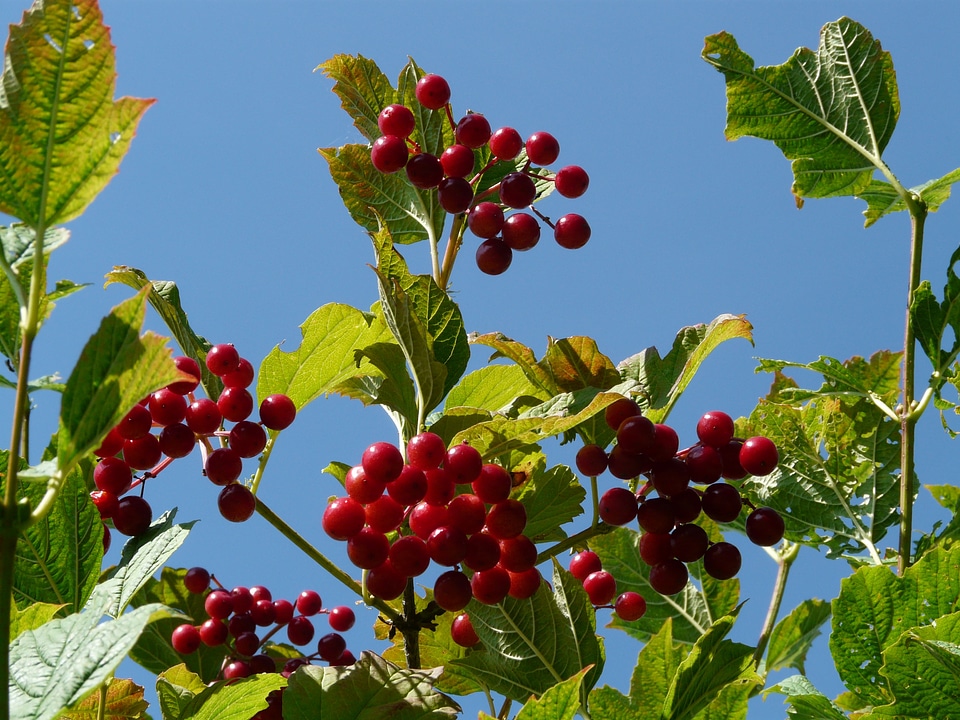 Ripe fruits viburnum opulus