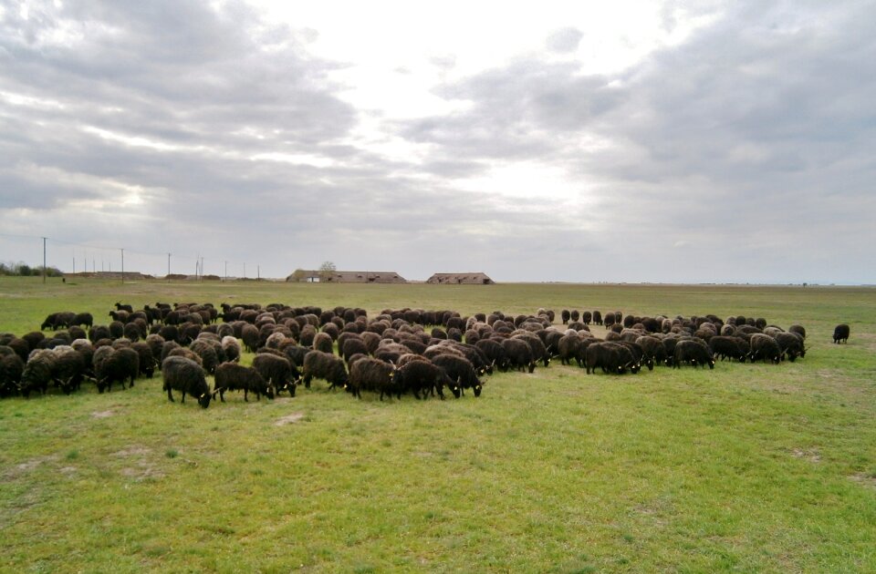 Herd graze grass