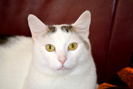 Domestic cat white fur photo