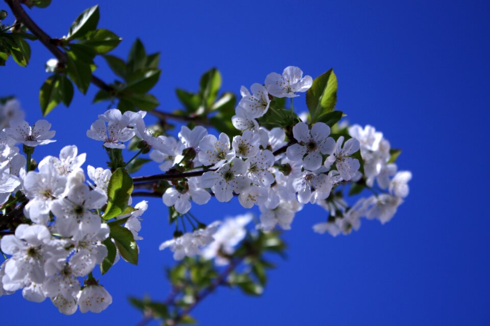 Blue cherry blossom flower