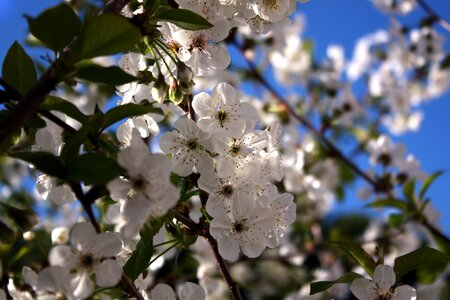 Blue cherry blossom flower photo