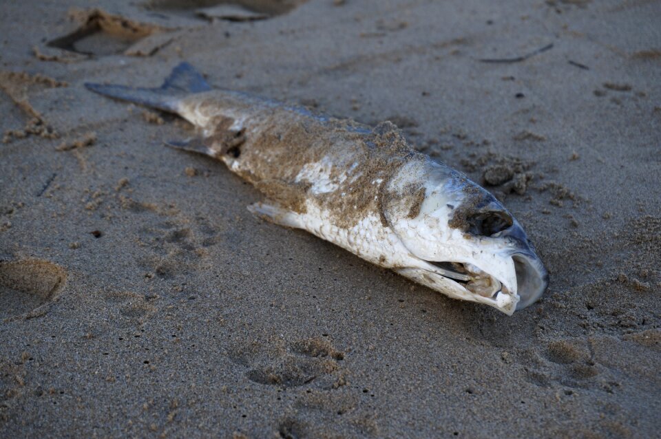 Beach fishing april fool