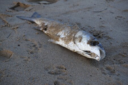 Beach fishing april fool