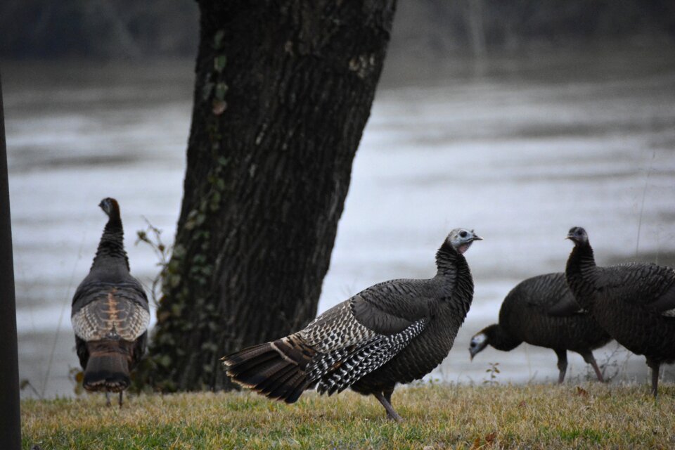 Wildlife outdoors brown photo