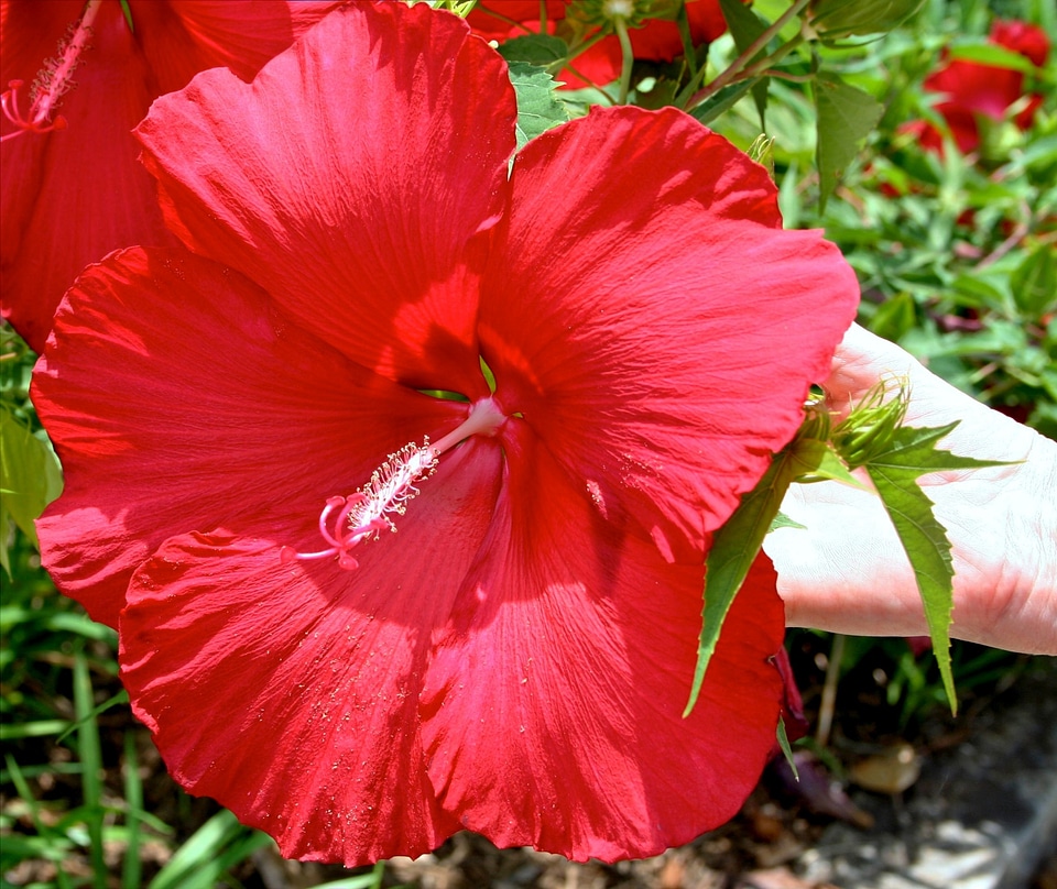 Tropical bloom floral