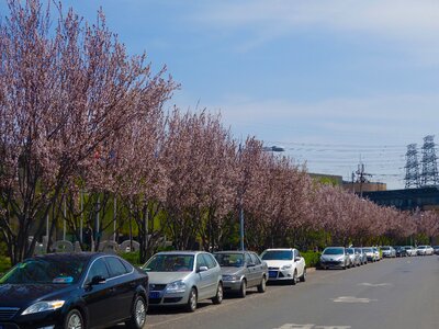 Cherry blossom road automotive
