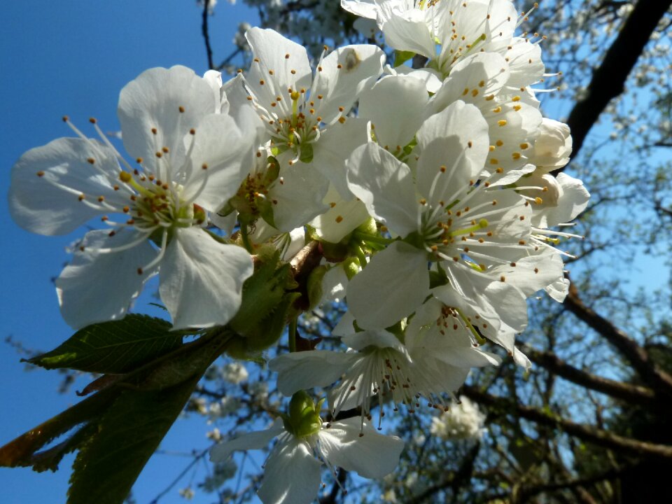 Spring blossom bloom