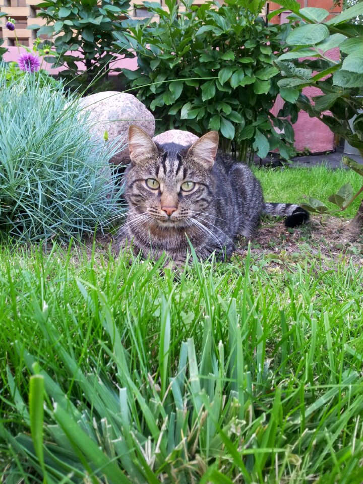 Eyes cat person views