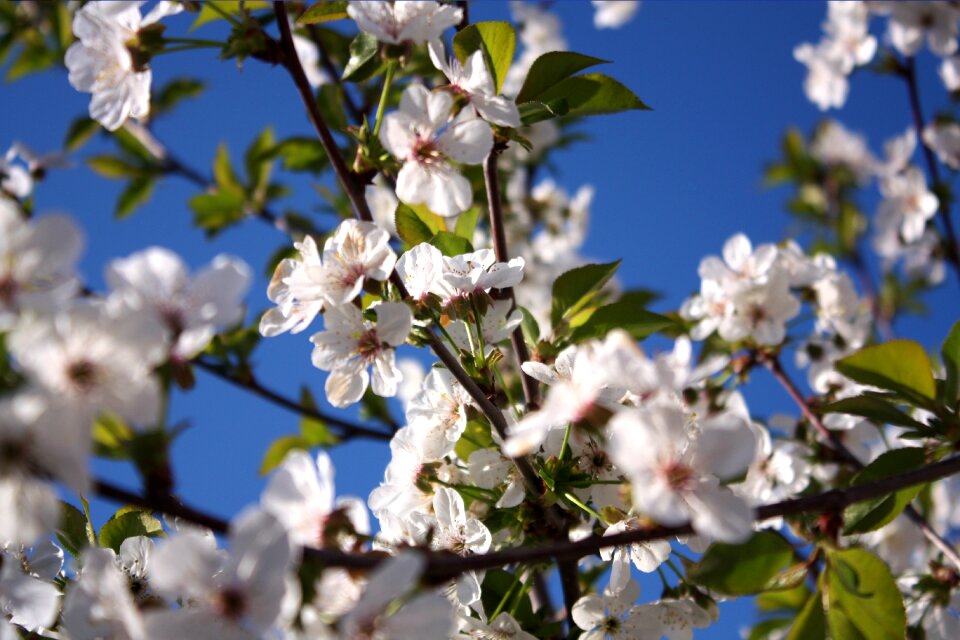 Blue cherry blossom flower