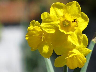 Spider spring bells