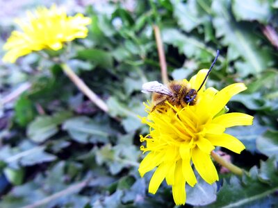 Pollen pollinate spring flowers