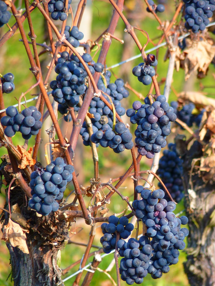 Vine cultivation wine
