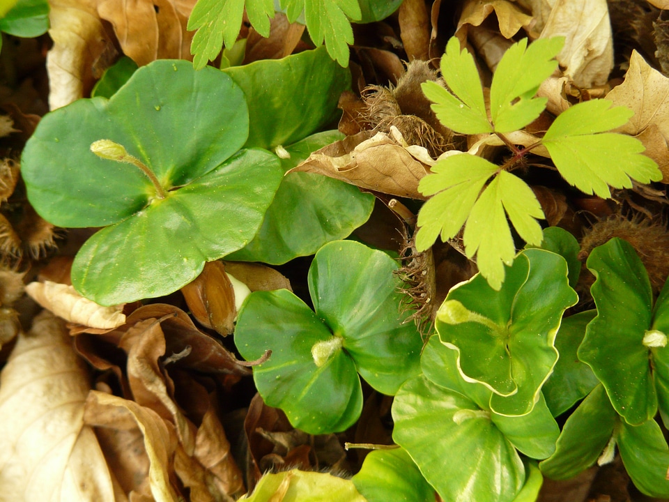Shoots children beech leaves
