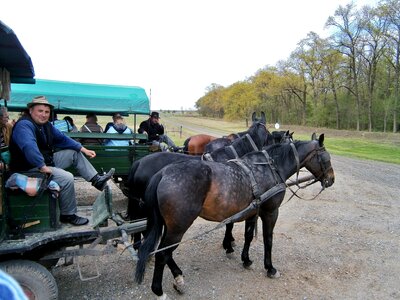 Carriage horses cart car photo