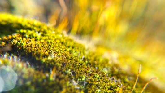 Backlight background blur