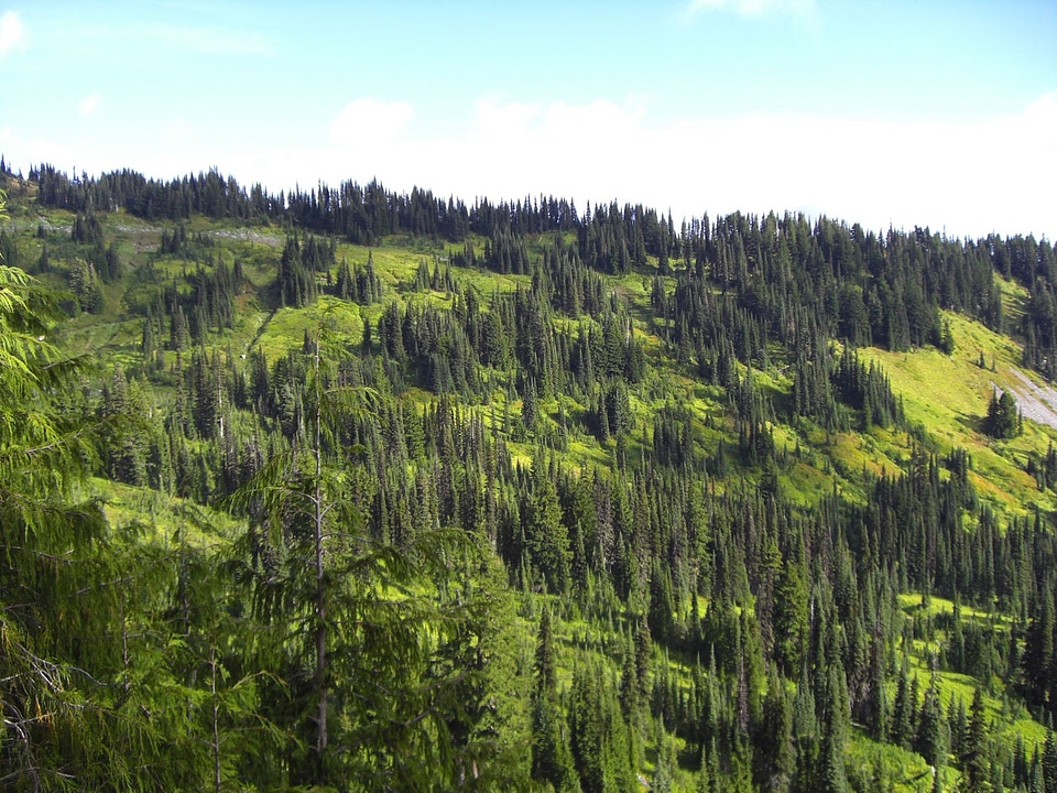Park forest evergreen