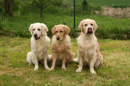 Dogs golden retriever pack photo