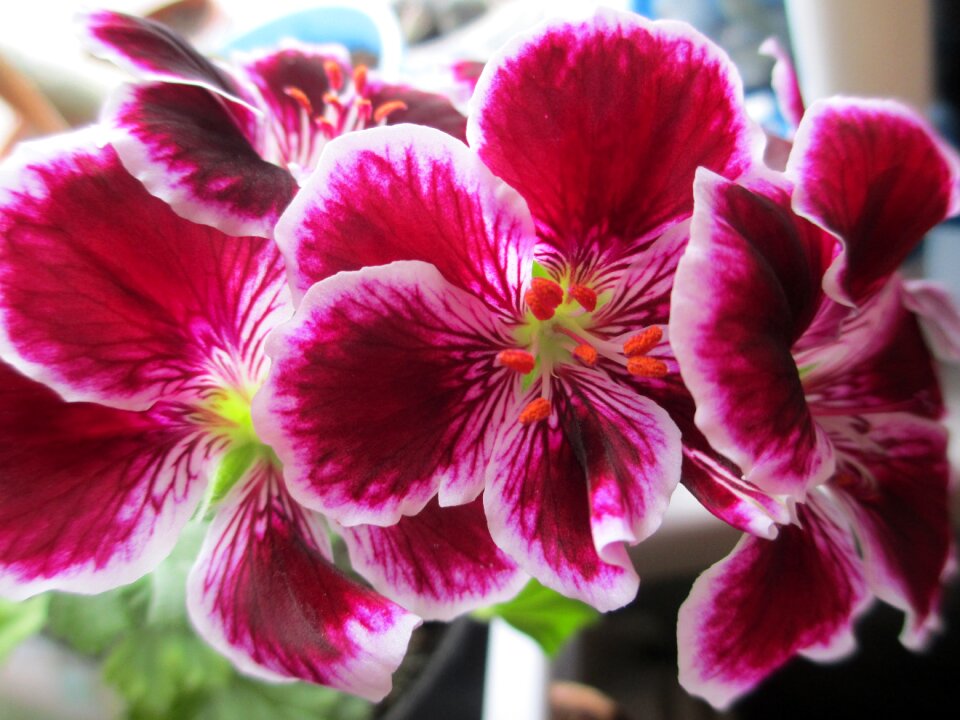 Pelargonium pot flowers home flowers