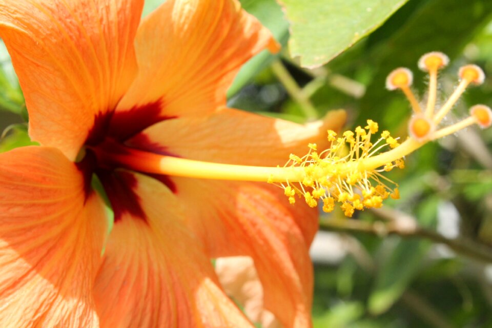 Nature summer plant