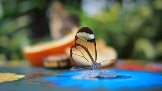 Flower insect nature
