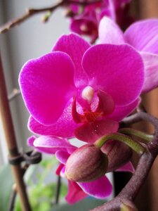 Phalaenopsis pot flowers home flowers photo