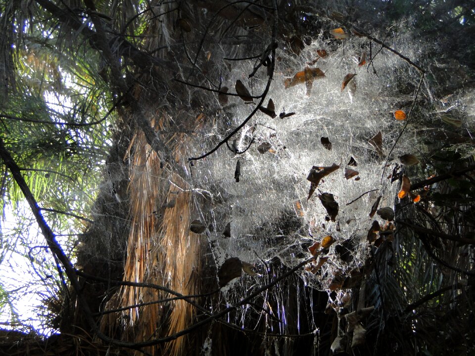 Mauritania gray web