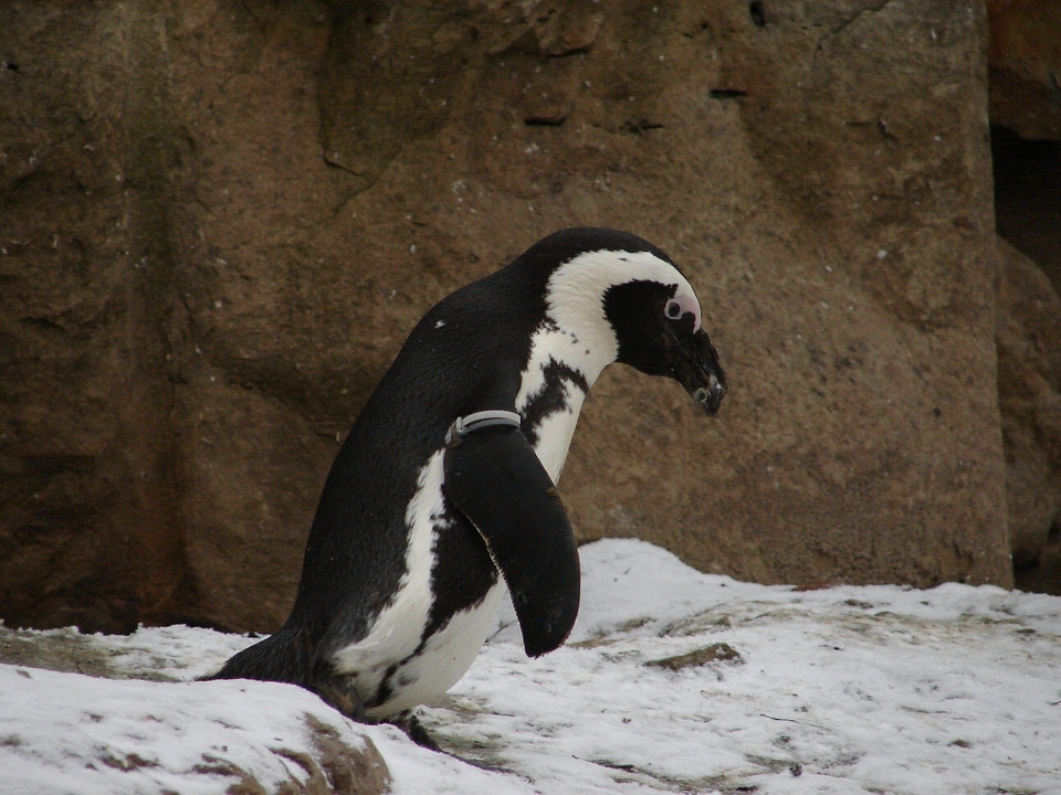 Animal antarctica penguins