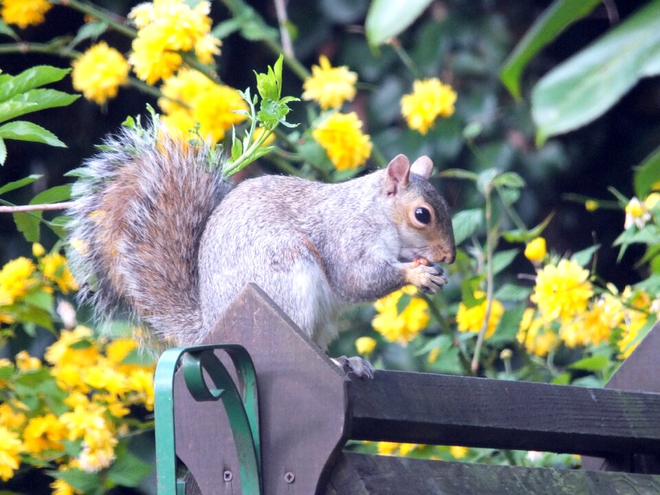 Wildlife nature fur