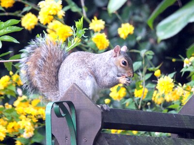 Wildlife nature fur photo