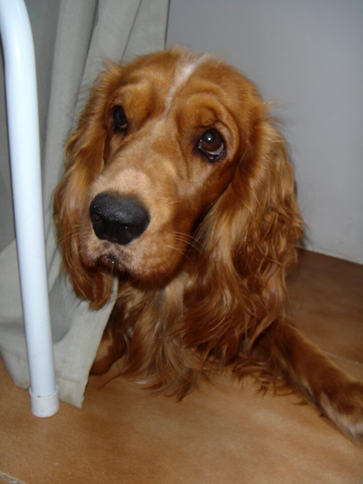 Cocker spaniel cocker spaniel