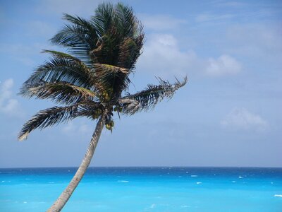 Beach tropical palm photo
