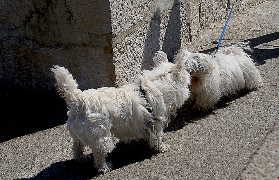 White dog white maltese breed