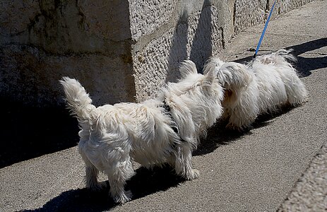White dog white maltese breed photo