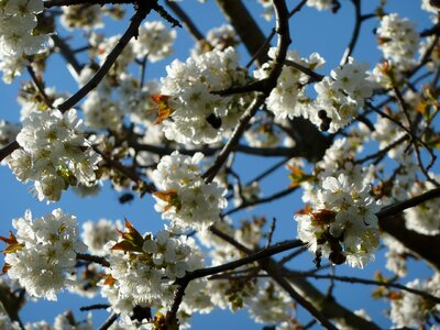 White spring blossom