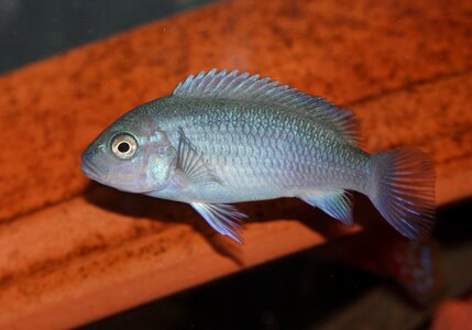 African cichlid zebra photo