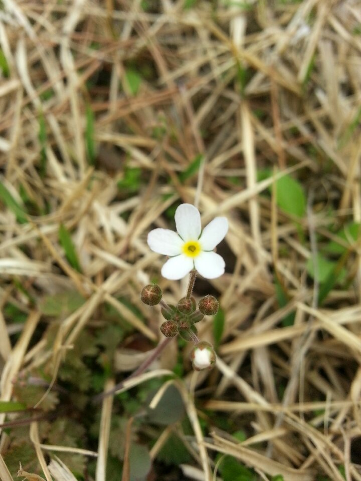 Bommatyi flowers copper jangjamot