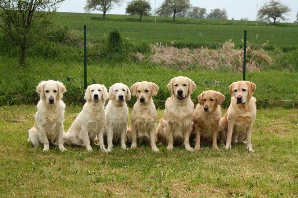 Dogs golden retriever pack