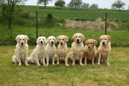 Dogs golden retriever pack photo
