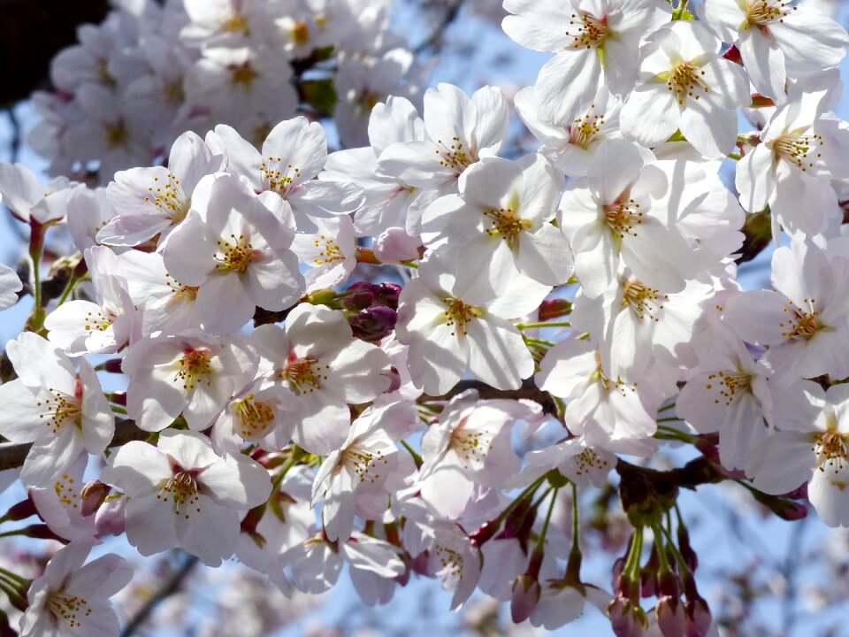 Spring nature cherry