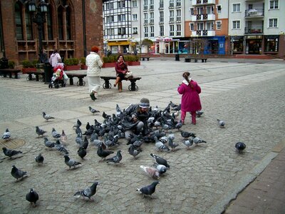 Pigeons little girl feed photo