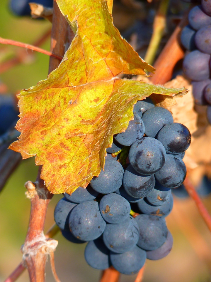 Vine cultivation wine