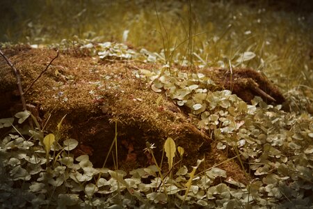 Tree stump rots moss