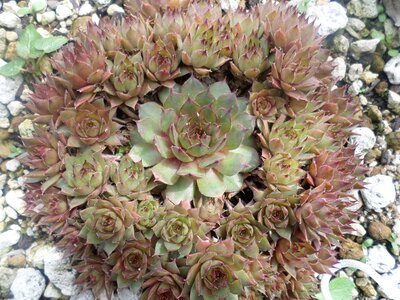 Tiger claw plants a fleshy plant