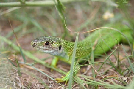 Lizard green reptile