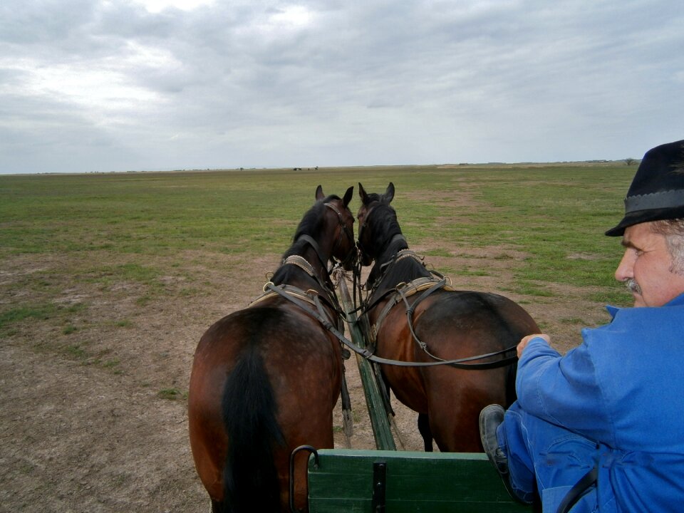 Cart carriage horses the coachman