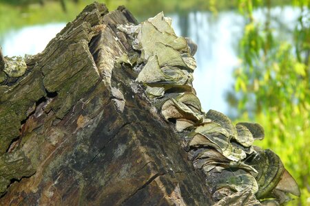 Tree fungus log wood