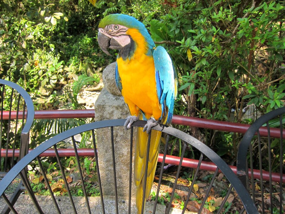 Parrot bird zoo